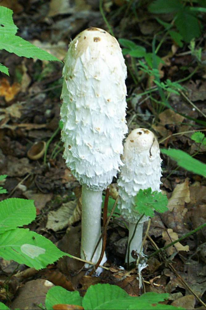 Coprinus comatus (O. F. Müll.) Pers. 1797 Fliegenpilz Myko AG im